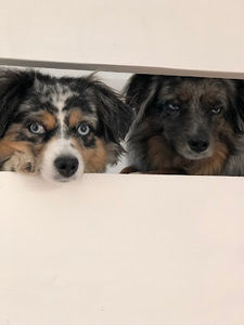 Meet your Posher, Max